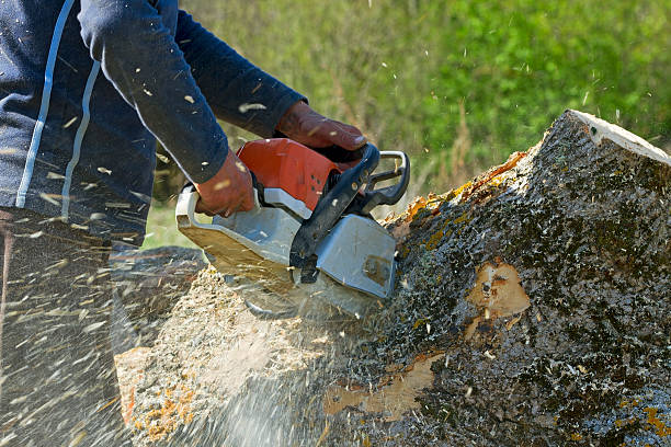 Best Seasonal Cleanup (Spring/Fall)  in The Galena Territory, IL